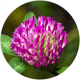Red clover extract