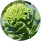 Rhodiola extract
